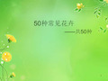 50种常见花卉ppt课件