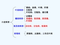 小麦主要病虫害