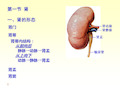 泌尿系统的结构与功能