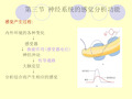 南京大学生理学课件 第三章 神经系统2