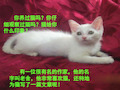 四年级语文上册课件猫4