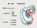 心血管系统