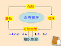 七年级生物下册《血液循环途径》课件 人教新课标版