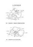 大鼠肝脏解剖图解