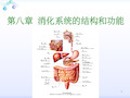 消化系统解剖结构