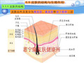 化妆品与皮肤结构生理课件