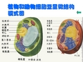 植物和动物细胞亚显微结构模式图