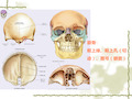 颅骨形态结构PPT课件