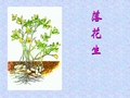 15、落花生第二课时_课件_PPT