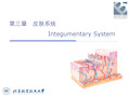 人体解剖生理学：第三章 皮肤系统