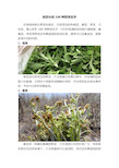 地里长的100种野菜名字