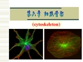 第六章细胞骨架