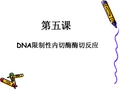 第五课 DNA限制性内切酶酶切反应