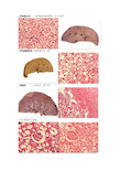 病理实验切片图片整理(第一部分)