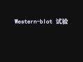 Western-blot实验方法步骤..