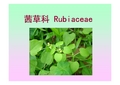 药用植物学PPT