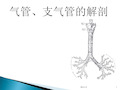 气管支气管解剖