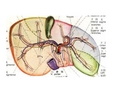 肝的血液循环