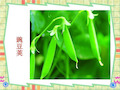 20一颗小豌豆-课件(PPT·精·选)