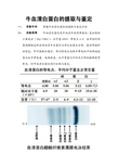 牛血清白蛋白的提取与鉴定