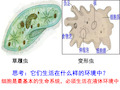 细胞生活的环境