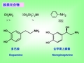 有机化学   有机化学  胺和生物碱