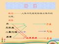 八年级生物排泄PPT优秀课件