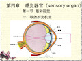 人体生理学大学课件第七感觉器官