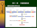 医学遗传学第11章单基因遗传病