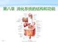 消化系统解剖结构
