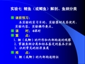 实验七  鲤鱼(或鲫鱼)解剖、鱼纲分类