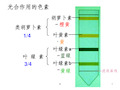 实验：光合色素的提取与分离