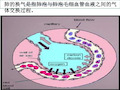 病理生理学呼吸衰竭课件