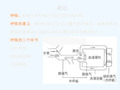 人体解剖生理学第七章