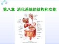 消化系统的结构与功能