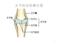 关节结构PPT课件