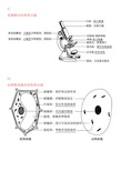 新编初中生物结构图大全