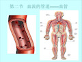 第二节血流的管道——血管(20210206162851)