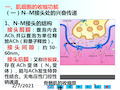 骨骼肌的收缩原理培训课件