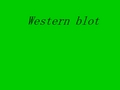 Western blot ,帮你理解