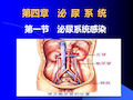 泌尿系统感染PPT课件