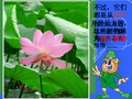 《种子植物》PPT课件