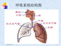 呼吸系统的用药-PPT课件