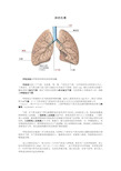 肺的生理解剖