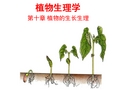 植物生理学—植物的生长生理(上课版)