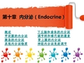 动物生理学内分泌系统PPT分析