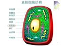 真核细胞型微生物