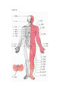 人体穴位及相关疾病特效穴歌(附图)