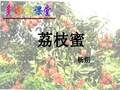 (人教版)《荔枝蜜》(教学课件)