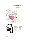 英语语音发音部位及方法